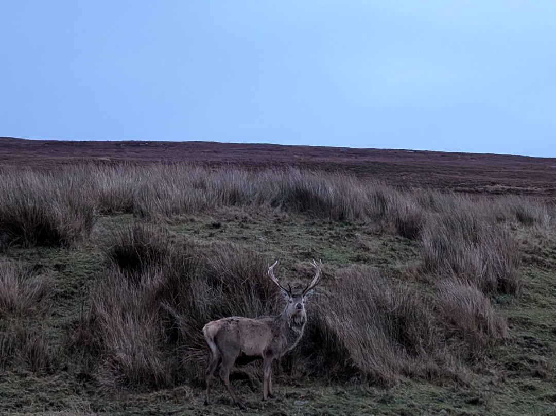 Forsinard Lodge主图