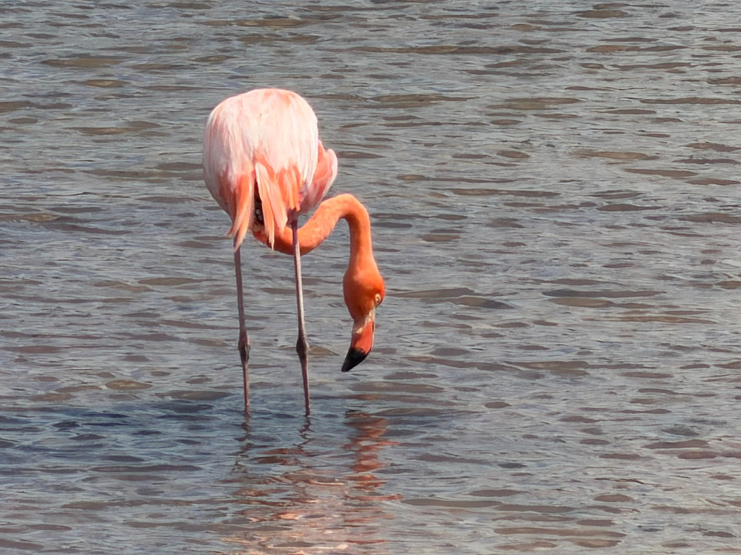 Uniquely Galapagos-阿约拉港必去景点