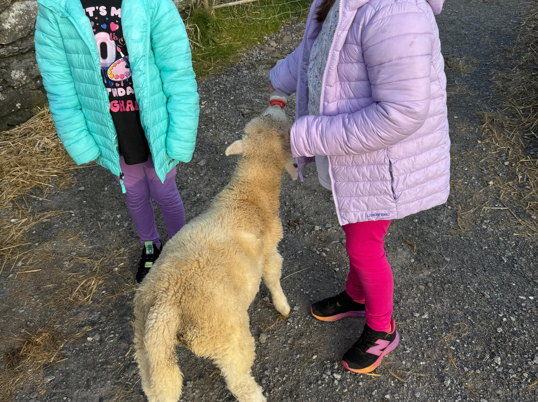 Hold A Baby Lamb-Glanfahan必去景点