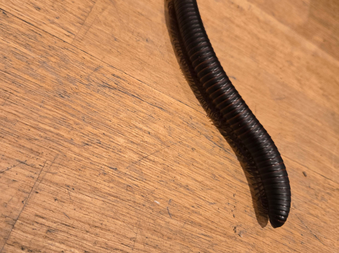 Really Wild Planet-比迪福德必去景点