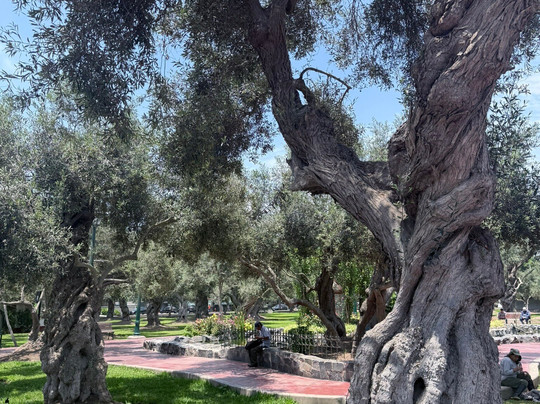 Parque El Olivar de San Isidro-利马必去景点