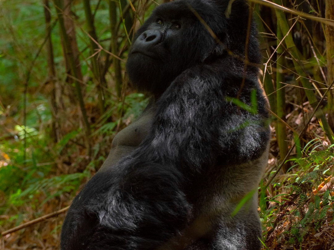 Queen Elizabeth National Park-Kasese必去景点