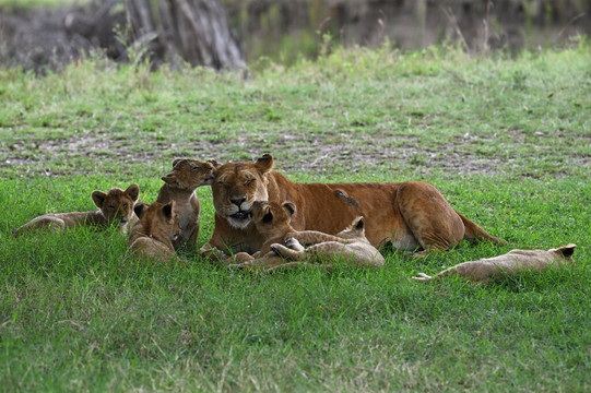 Nairobi Specialists Safaris, Car Hire, Drivers-内罗毕必去景点