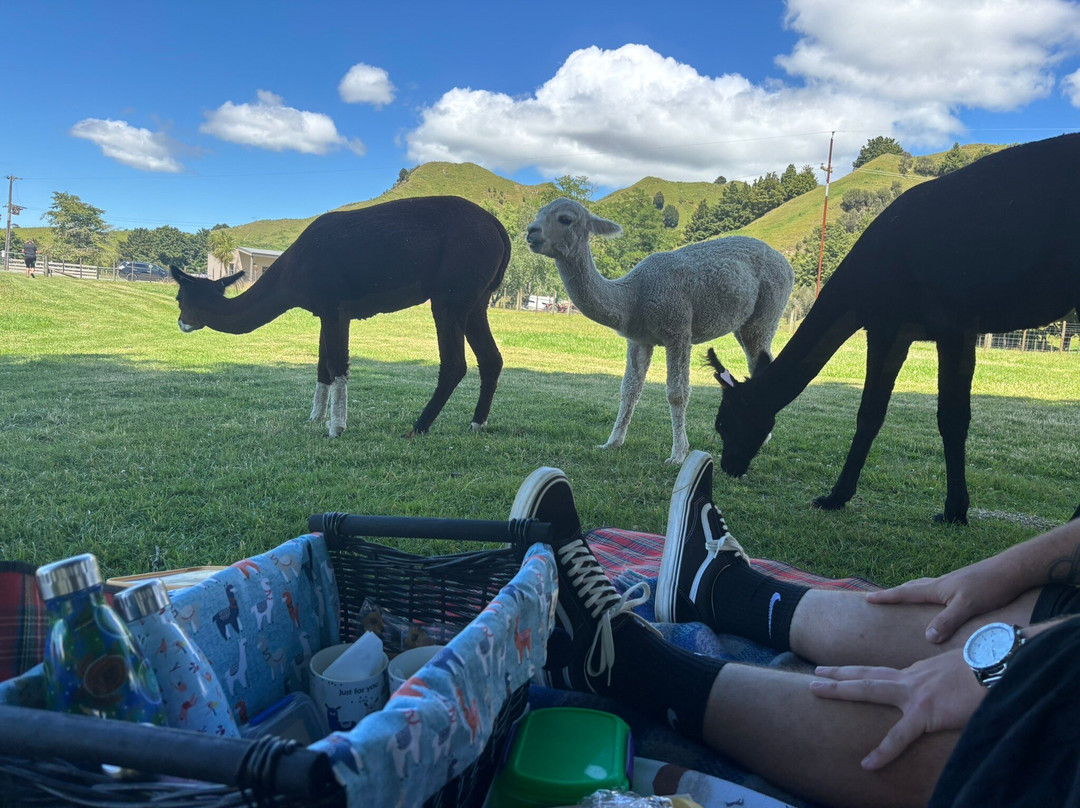 Nevalea Alpacas-Taumarunui必去景点