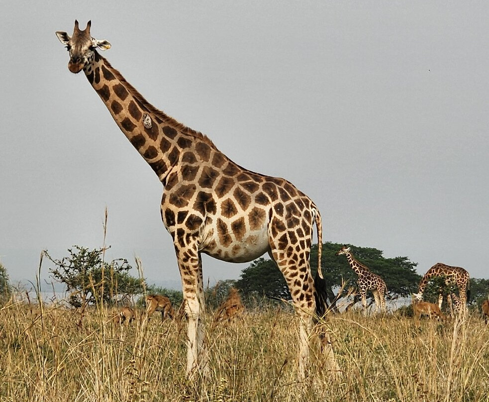 Mukiza Gorilla Expeditions-Kanungu必去景点