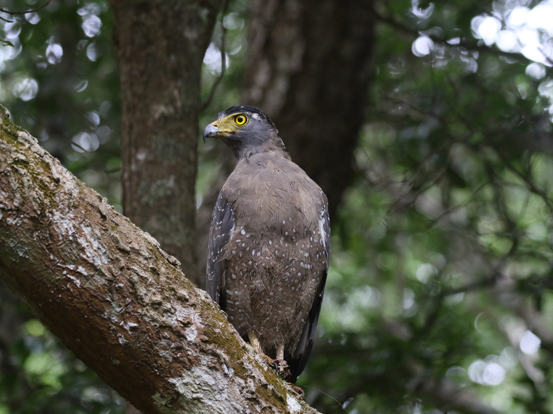 Wilpattu Safari Jeep-Wilpattu National Park必去景点