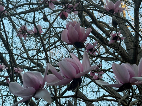 Nobelius Heritage Park-Emerald必去景点