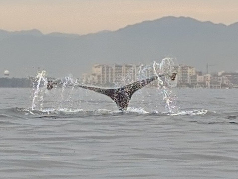 Ocean Friendly Whale Watching Tours-瓦拉塔港必去景点