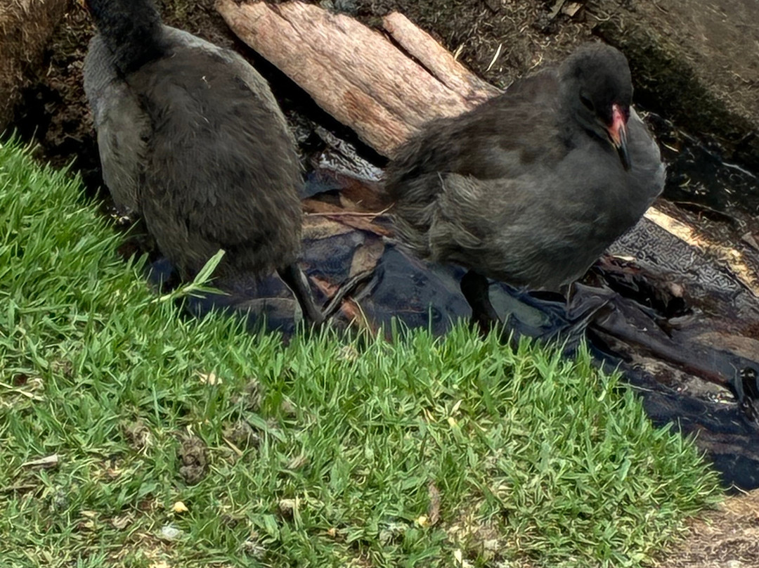 Pinky Flat-阿德莱德必去景点