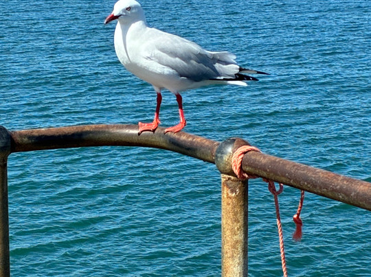 Glenelg Pier-格莱内尔格必去景点