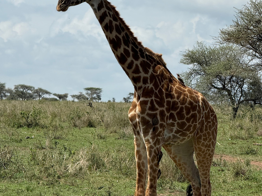 iTravel Safari & Expeditions-阿鲁沙必去景点