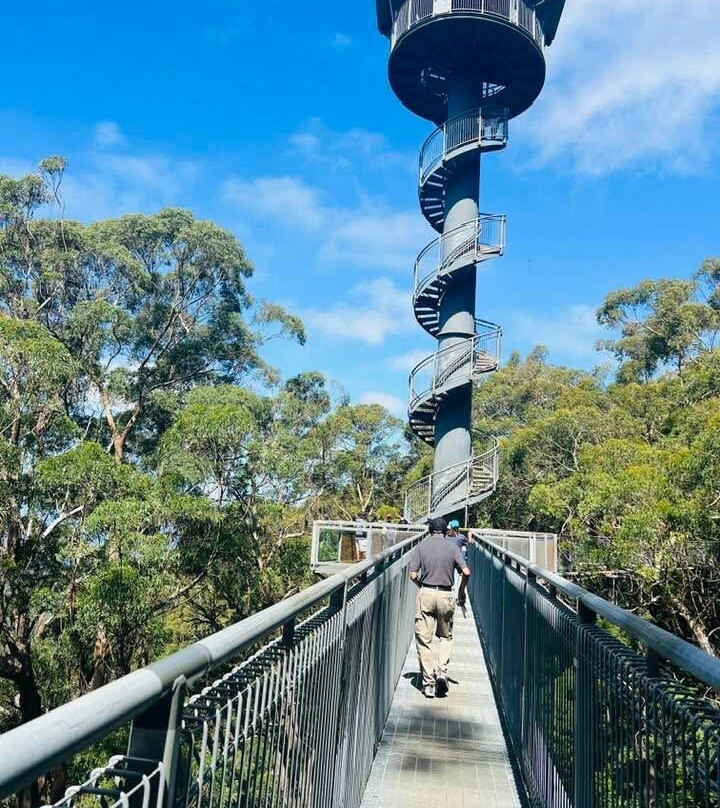 Illawarra Fly Treetop Walk-Knights Hill必去景点