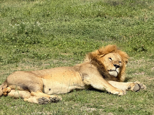Serengeti Smile-阿鲁沙必去景点