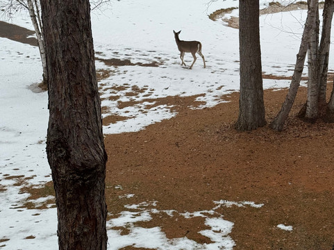 Meadow Lake Golf Resort-Columbia Falls必去景点