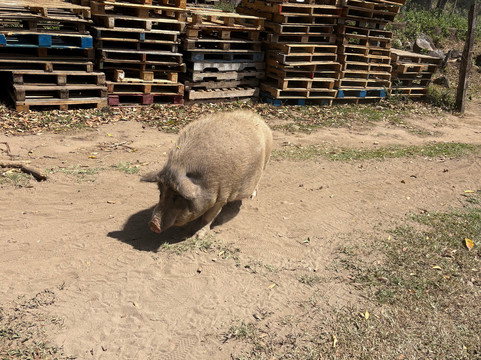 Rancho Nuovo Mundo-Alto Boquete必去景点