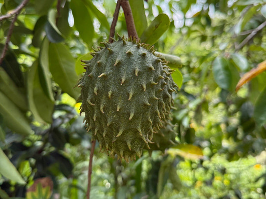Tsara Tea-Akuressa必去景点