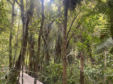 Tane Mahuta Walk-Opononi必去景点