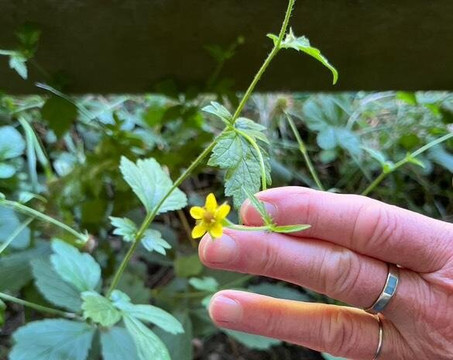 Balades botaniques-Douarnenez必去景点