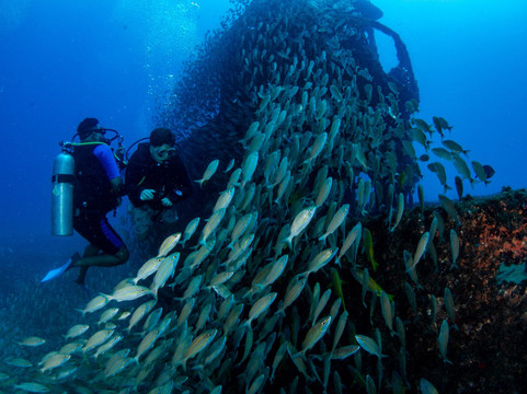 Aicádiving - Centro De Mergulho - Recife-累西腓必去景点