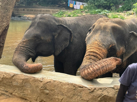 Elephant Freedom Project-凯格勒 必去景点