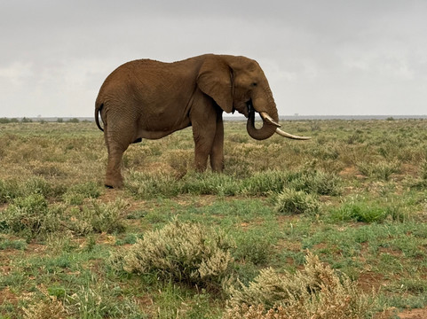 Safari In Kenya Con Samba-瓦塔木必去景点