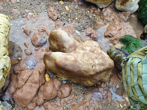 Isle of Wight Fossil Walks- Wight Coast Fossils-文特诺必去景点