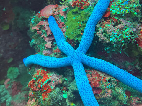 Let's Dive Tulamben-图兰本必去景点