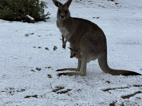 Tiergarten Nuernberg-纽伦堡必去景点