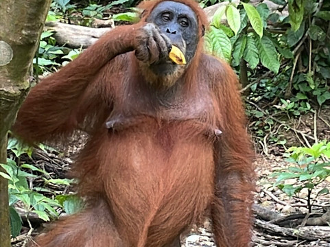 Orang Utan Bukit Lawang-武吉拉旺必去景点