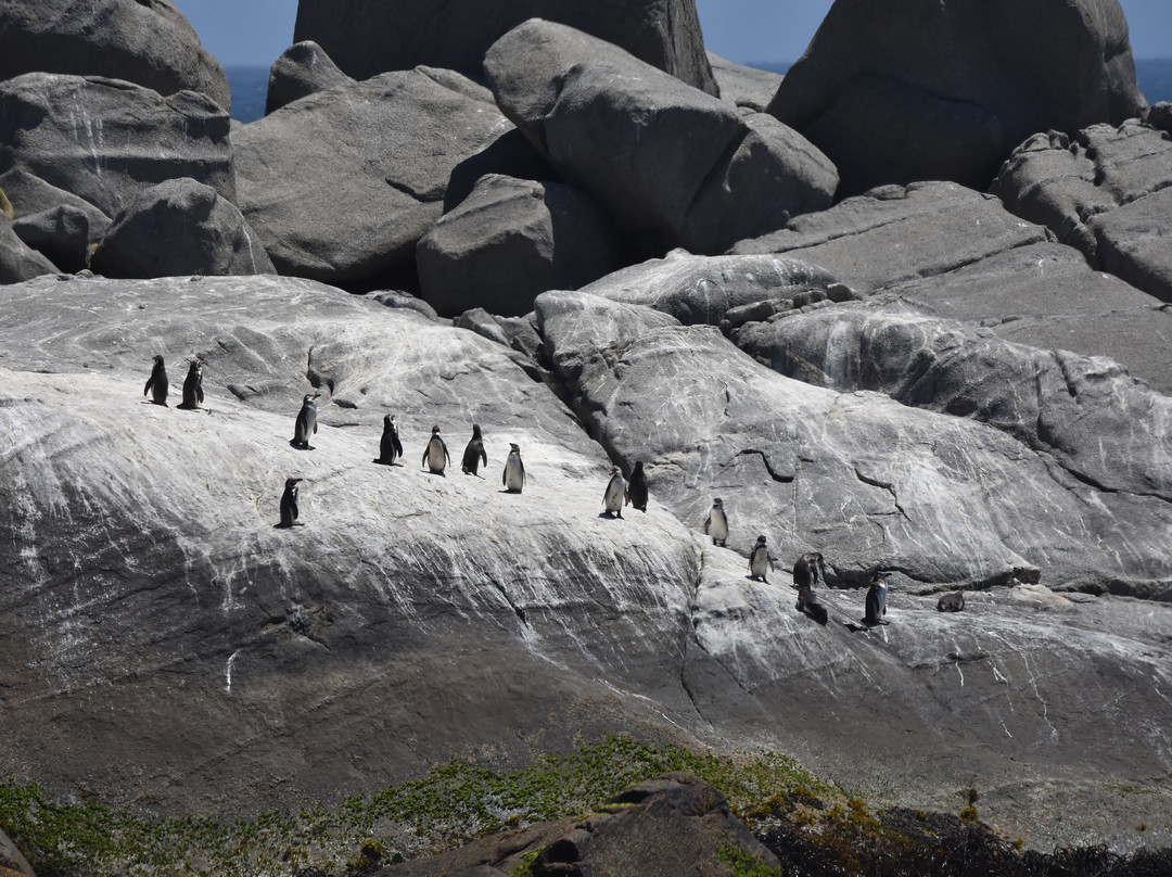 Albatross Birding & Wildlife Photography in Chile-圣地亚哥必去景点