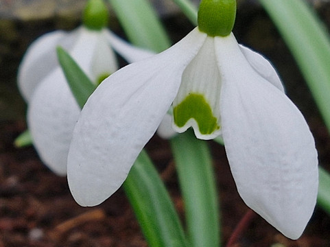 East Lambrook Manor Gardens-South Petherton必去景点