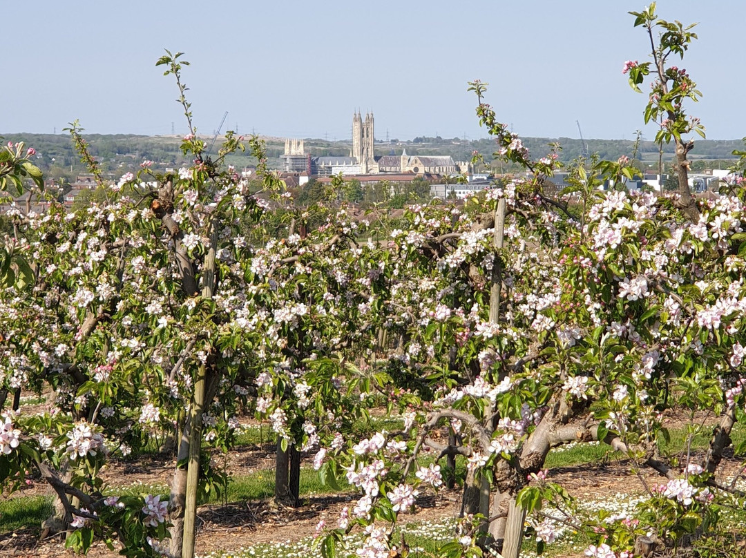 Canterbury Cathedral Panoramic Viewpoint-坎特伯雷必去景点