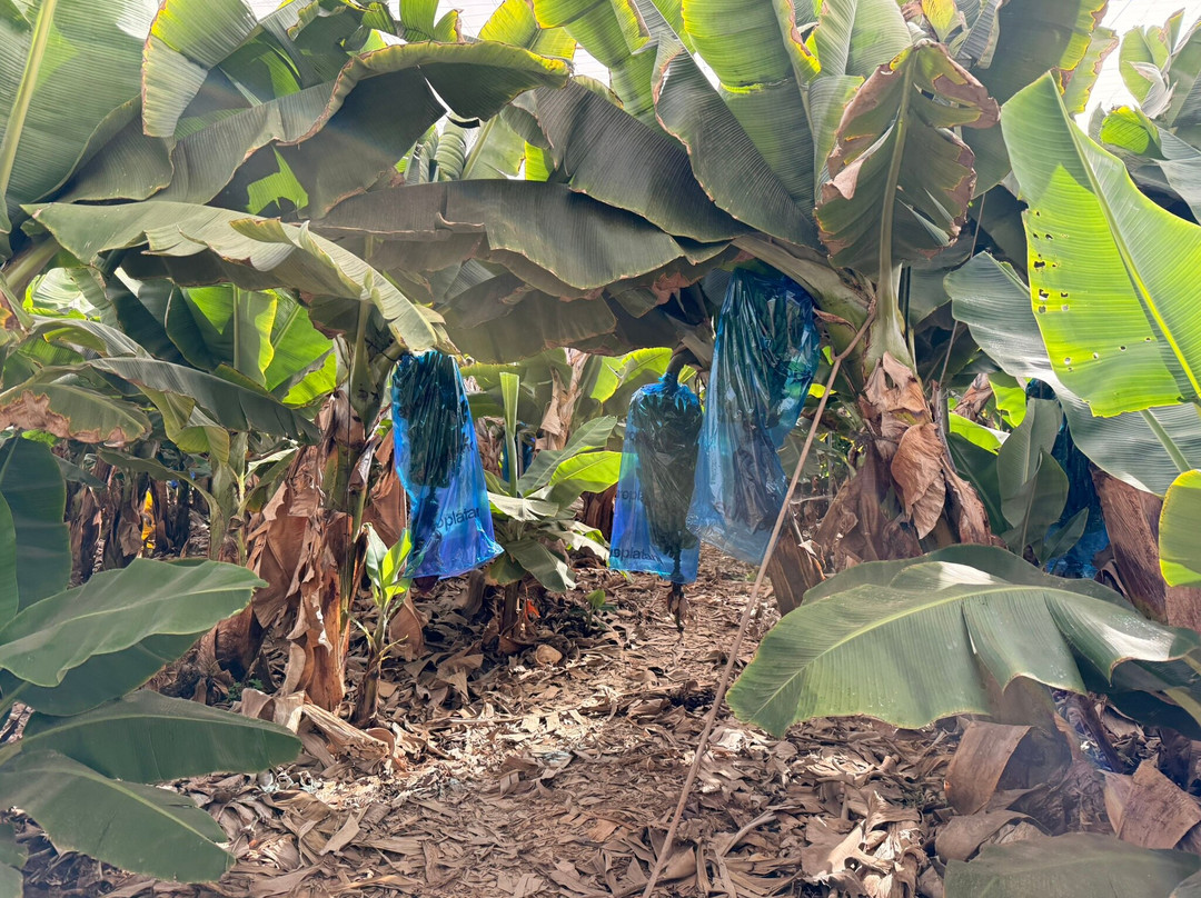 Finca Las Margaritas Banana Experience-拉斯加勒塔斯必去景点