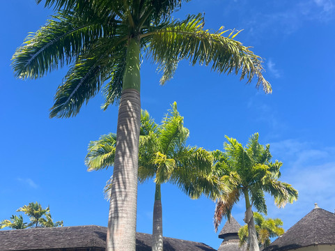 Harrison's Cave Eco-Adventure Park-Saint Thomas Parish必去景点