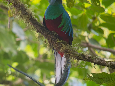 Monteverde Nature Tracks-蒙特沃德必去景点