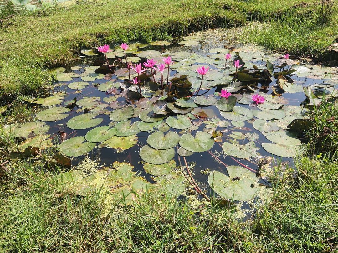 Blue Wild - Yala - Plastic Free & Sustainable主图