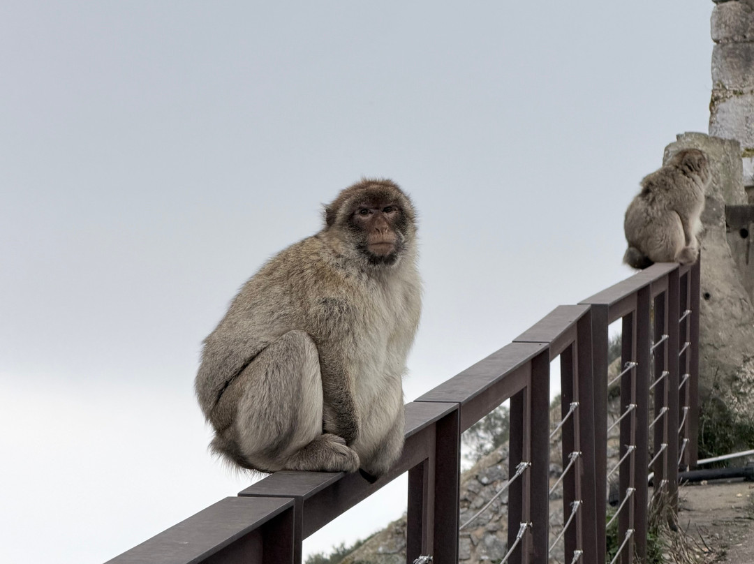 Gibraltar Rock Tours by John Lopez-直布罗陀必去景点