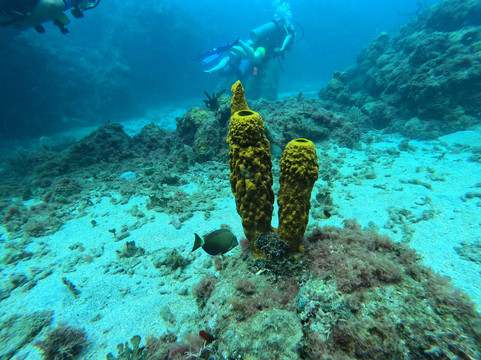 Scuba West Indies - Grenada-St. George's必去景点