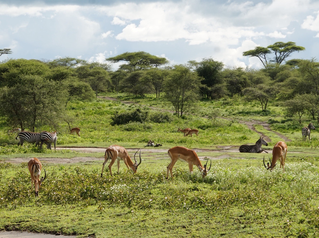 Sino Africa Safari-内罗毕必去景点