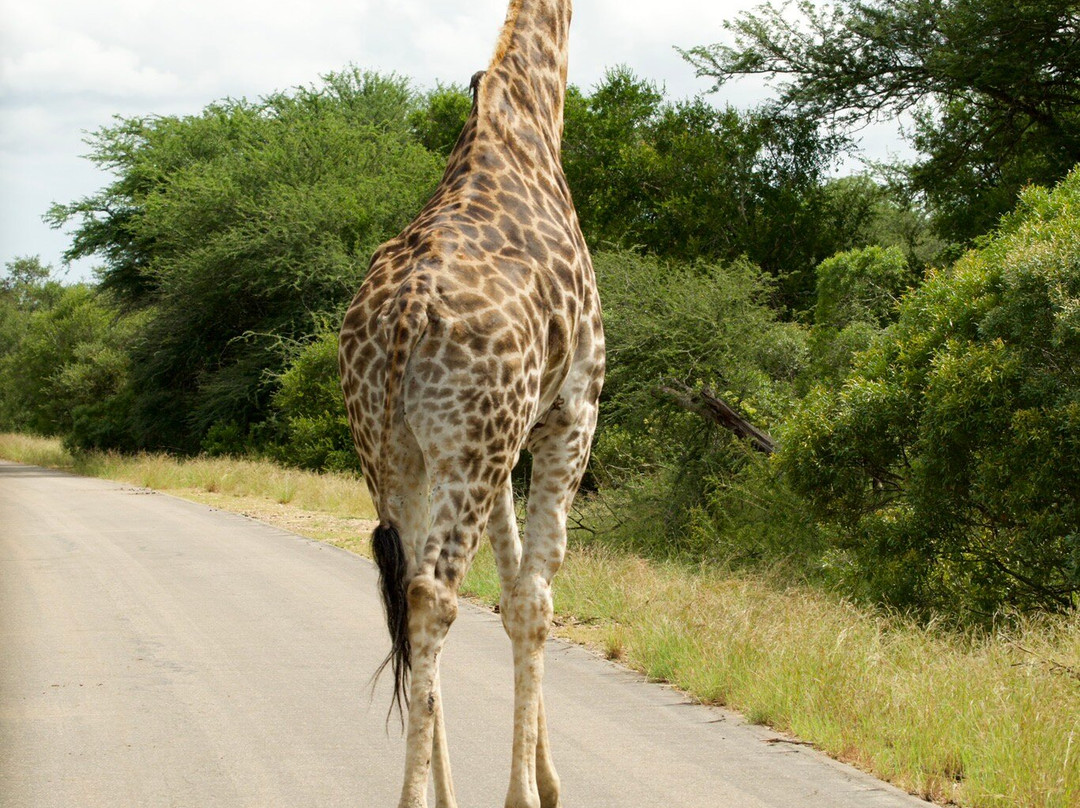 Legends of Africa-霍德斯普鲁特必去景点