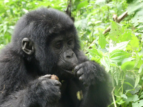 Ostafrika Safaris-坎帕拉必去景点