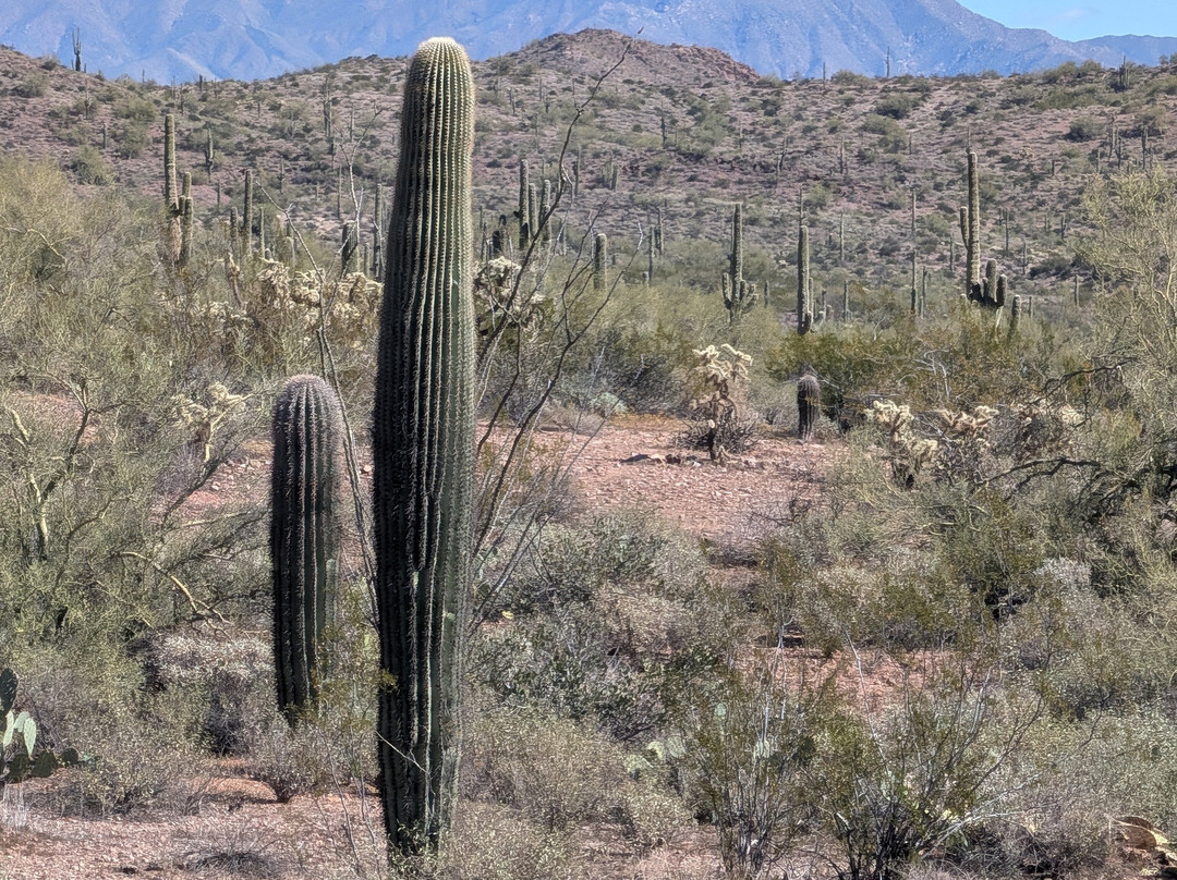 Apache Trail Tours-Apache Junction必去景点