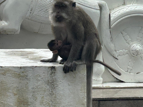 Vishal Taxi Ile Maurice-开普马欧呵必去景点