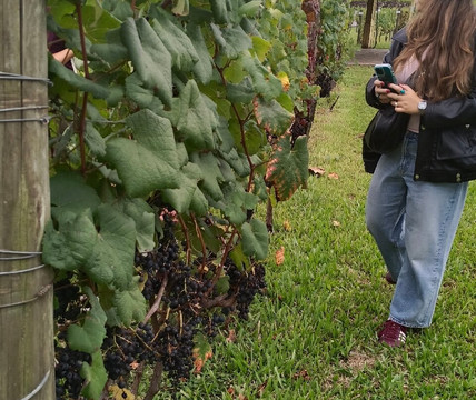 Miolo Wine Group-本图贡萨尔维斯必去景点