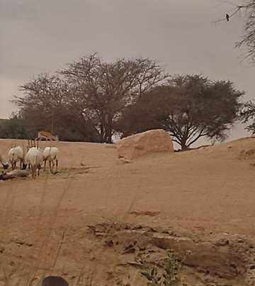 Al Ain Zoo 2017 2018 2019-艾因市必去景点