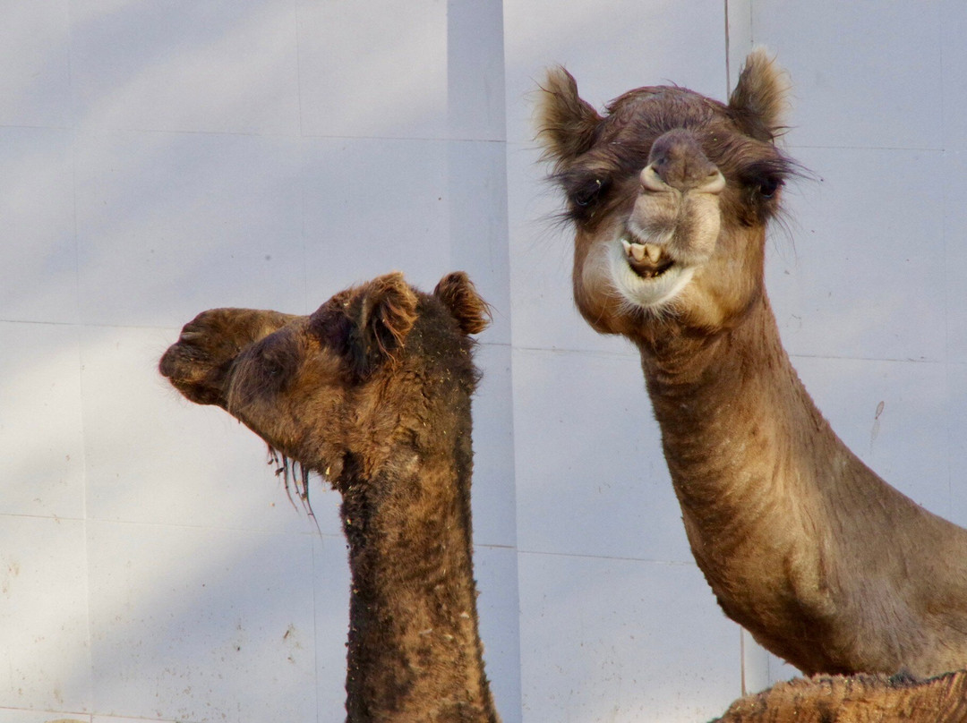 National Research Centre on Camel-碧卡内必去景点