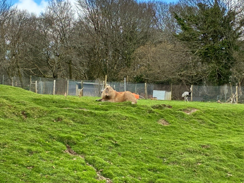 Dartmoor Zoological Society-Sparkwell必去景点