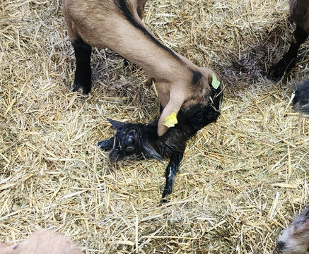 La Chèvrerie du Brabant-La Bresse必去景点