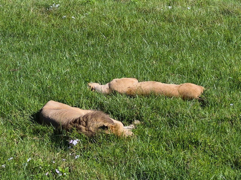 歌珊地非洲游猎之旅-阿鲁沙必去景点