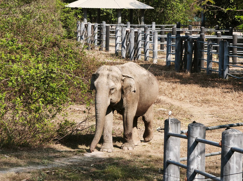 Wildlife Friends Foundation Thailand-他央必去景点